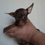 Микро и мини кобели той терьера для вязки