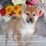 Породные щенки сиба-ину/шиба-ину