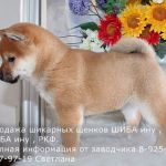 Породные щенки сиба-ину/шиба-ину