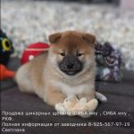 Породные щенки сиба-ину/шиба-ину