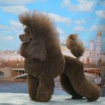 Пуделя щенок миниатюрный коричневый мальчик Ярро Браун