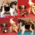 Щенки чихуахуа самые классные очаровашки