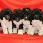 Щенки пуделя бело-черные арлекин