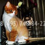 Стрижка Котов, Стрижка Кошек, Стрижка Собак.