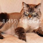 Стрижка Котов, Стрижка Кошек, Стрижка Собак.