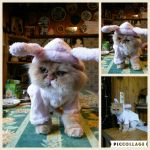 Стрижка собак и кошек без наркоза