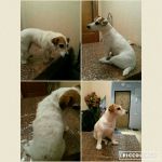 Стрижка собак и кошек без наркоза