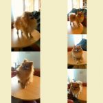 Стрижка собак и кошек без наркоза