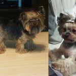 Стрижка собак и кошек без наркоза