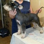 Стрижка собак и кошек без наркоза