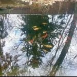 Строительство пруда. Под ключ. Гидроизоляция. ШЕФ МОНТАЖ.