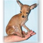 Вязка. самый маленький кобель той терьера в москве.