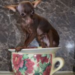 Вязка. самый маленький кобель той терьера в москве.