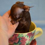 Вязка. самый маленький кобель той терьера в москве.