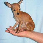 Вязка. самый маленький кобель той терьера в москве.