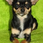 Вязка. Шикарные кобели Чихуахуа для вязки.