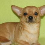 Вязка. Шикарные кобели Чихуахуа для вязки.