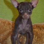 Вязка с кобелями МИКРО и МИНИ Той терьер.