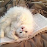 Авторские стихотворения на свадьбы и юбилеи