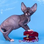 Котята Эльф, бамбино, Двэльф, канадский сфинкс от элитного питомника.