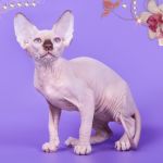 Котята Эльф, бамбино, Двэльф, канадский сфинкс от элитного питомника.