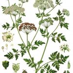 Болиголов (настойка)