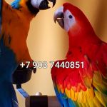 Попугаи - абсолютно ручные птенцы из питомников Европы.