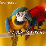 Попугаи ара -  ручные птенцы 3 - 4 мес. из питомников европы
