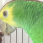 Попугай амазон венесуэльский