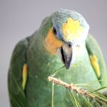 Попугай амазон венесуэльский