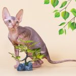 Повод для подарка Эльф, бамбино, Двэльф, канадский сфинкс.