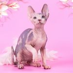 Повод для подарка Эльф, бамбино, Двэльф, канадский сфинкс.