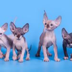 Повод для подарка Эльф, бамбино, Двэльф, канадский сфинкс.