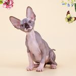 Повод для подарка Эльф, бамбино, Двэльф, канадский сфинкс.