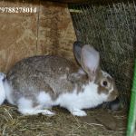 Продаю кроликов на племя. Бахчисарайский район, село Голубинка.