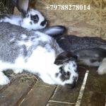 Продаю кроликов на племя. Бахчисарайский район, село Голубинка.