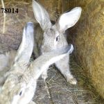 Продаю кроликов на племя. Бахчисарайский район, село Голубинка.