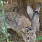 Продаю кроликов на племя. Бахчисарайский район, село Голубинка.