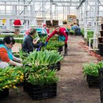 Работа и вакансии для женщин в Голландии