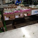 Работа и вакансии для женщин в Голландии