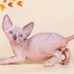 Тонкая работа природ Эльф, бамбино, Двэльф, канадский сфинкс.