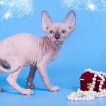 Тонкая работа природ Эльф, бамбино, Двэльф, канадский сфинкс.