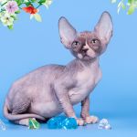 Тонкая работа природ Эльф, бамбино, Двэльф, канадский сфинкс.