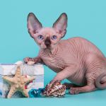 Самая нежная нежность - Эльф, бамбино, Двэльф, канадский сфинкс.