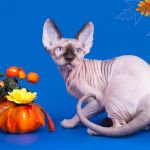 Самая нежная нежность - Эльф, бамбино, Двэльф, канадский сфинкс.