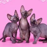 Самая нежная нежность - Эльф, бамбино, Двэльф, канадский сфинкс.