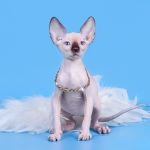 Мягкие, как пух, котята Эльф, бамбино, Двэльф, канадский сфинкс.