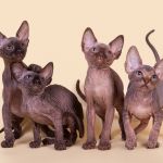 Мягкие, как пух, котята Эльф, бамбино, Двэльф, канадский сфинкс.