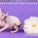 Мягкие, как пух, котята Эльф, бамбино, Двэльф, канадский сфинкс.