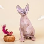 Мягкие, как пух, котята Эльф, бамбино, Двэльф, канадский сфинкс.